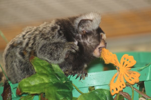 Екатеринбургский зоопарк