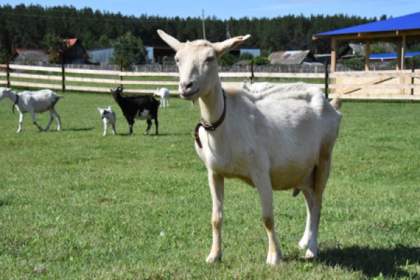 Экскурсия в «Долину коз»