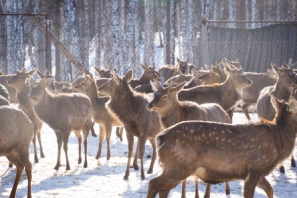 Бархатные рога